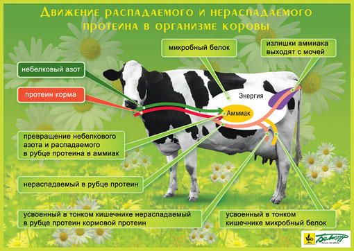 что такое защищенный белок. Смотреть фото что такое защищенный белок. Смотреть картинку что такое защищенный белок. Картинка про что такое защищенный белок. Фото что такое защищенный белок